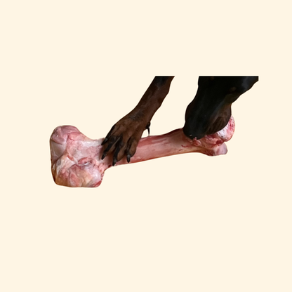 Raw Bone For Dogs